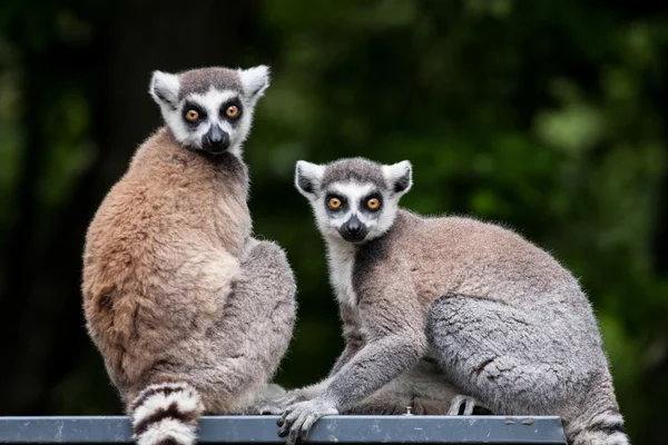 Кошачие лемуры Лицензионные Стоковые Фото