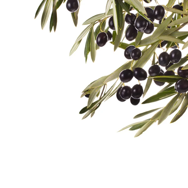 Черные маслины — стоковое фото