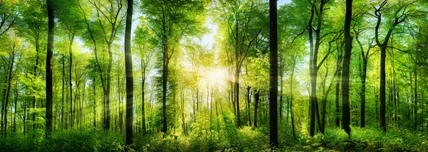 Панорама лес с лучами солнечного света — стоковое фото