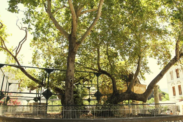 Дерево Гиппократа — стоковое фото