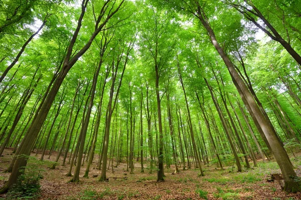 Буковый лес в Германии — стоковое фото