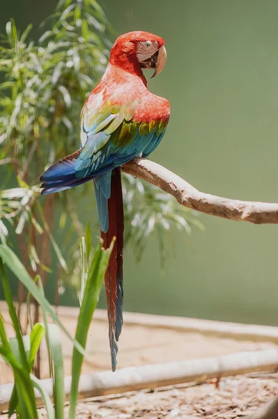 Большой красивый красочный попугай Стоковая Картинка