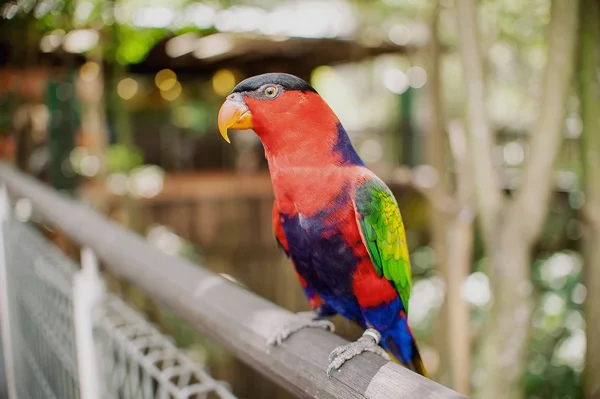 Большой красивый красочный попугай Стоковое Изображение