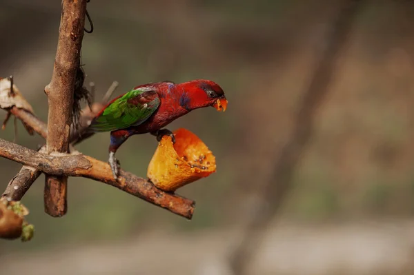 Красивый красочный попугай на ветке Стоковое Фото