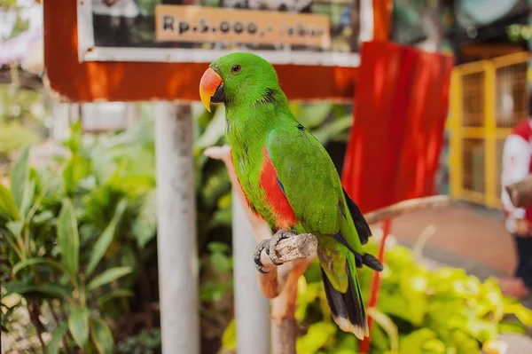 Большой красивый красочный попугай Лицензионные Стоковые Фото
