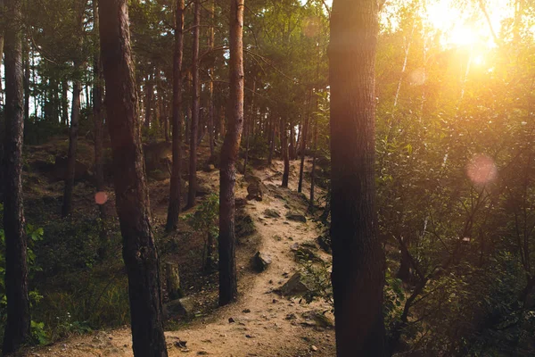 Тропинка в лесу на закате — стоковое фото