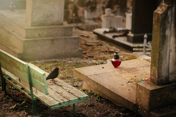 Птица сидит на старой каменной могиле — стоковое фото