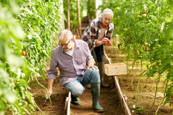Пожилые супружеские пары, работающих на ферме парниковых Лицензионные Стоковые Изображения