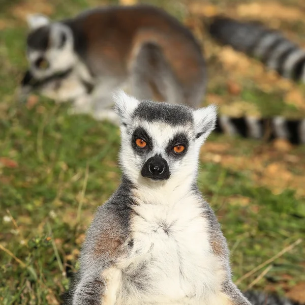 Closeup of ring-tailed lemur (lemur catta) Стоковая Картинка