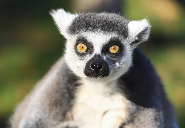 Closeup of ring-tailed lemur (lemur catta) Стоковое Изображение