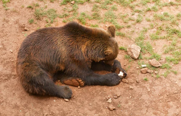 Бурый медведь лежит на земле Лицензионные Стоковые Изображения