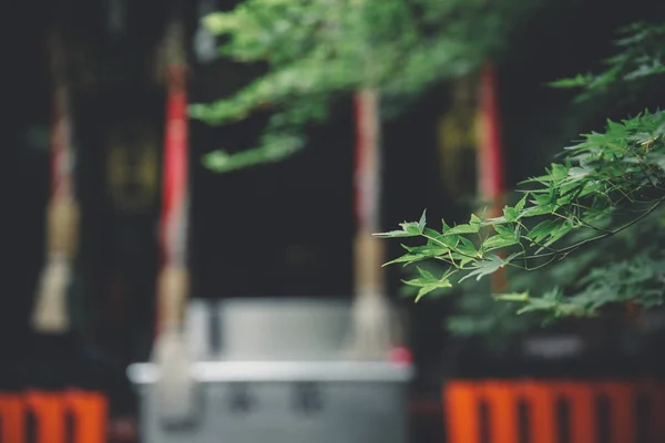 Japanese Temple Japanese Maple Tree Leaves Kyoto Vintage Film Style — стоковое фото