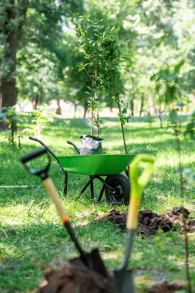 Selective Focus Shovels Ground Planting Trees Park — стоковое фото