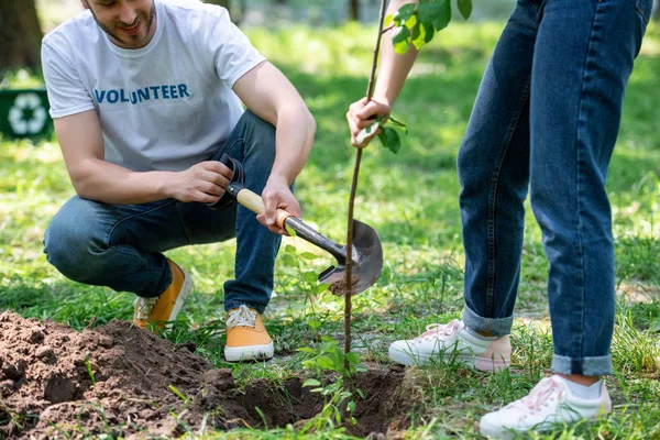 Cropped View Two Volunteers Planting New Tree Shovel — стоковое фото