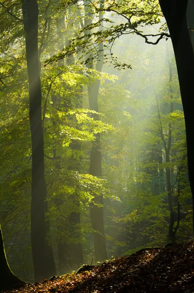 Осенний лес в тумане — стоковое фото