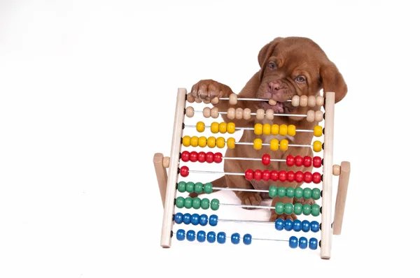 Щенок с Abacus — стоковое фото
