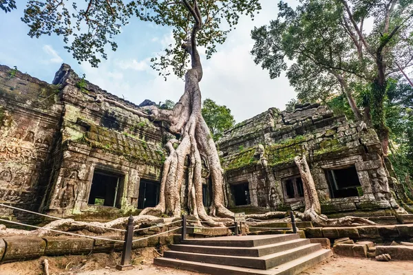 TA prohm Храм, Ангкор, Камбоджа Стоковая Картинка