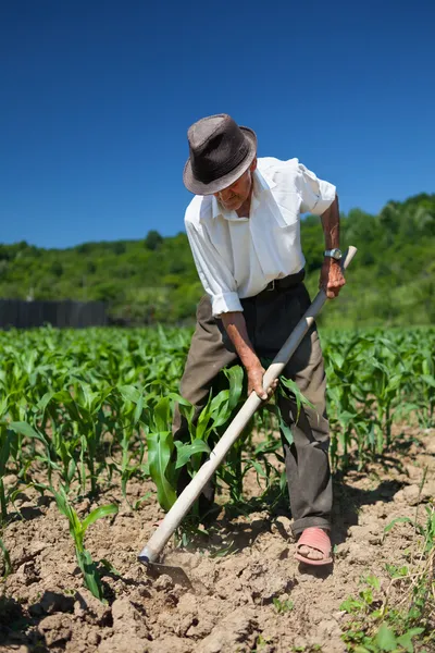 Старик, прополка кукурузное поле Стоковое Изображение
