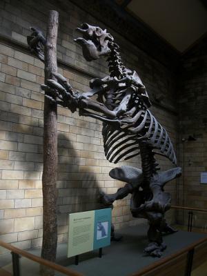 Скелет мегатерия – гигантского ленивца, одного из самых знаменитых представителей мегафауны плейстоцена. (Фото: Marco Tedesco / Flickr.com)&nbsp;